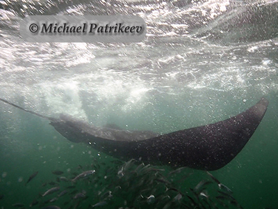 Manta Rays (Mobulidae)